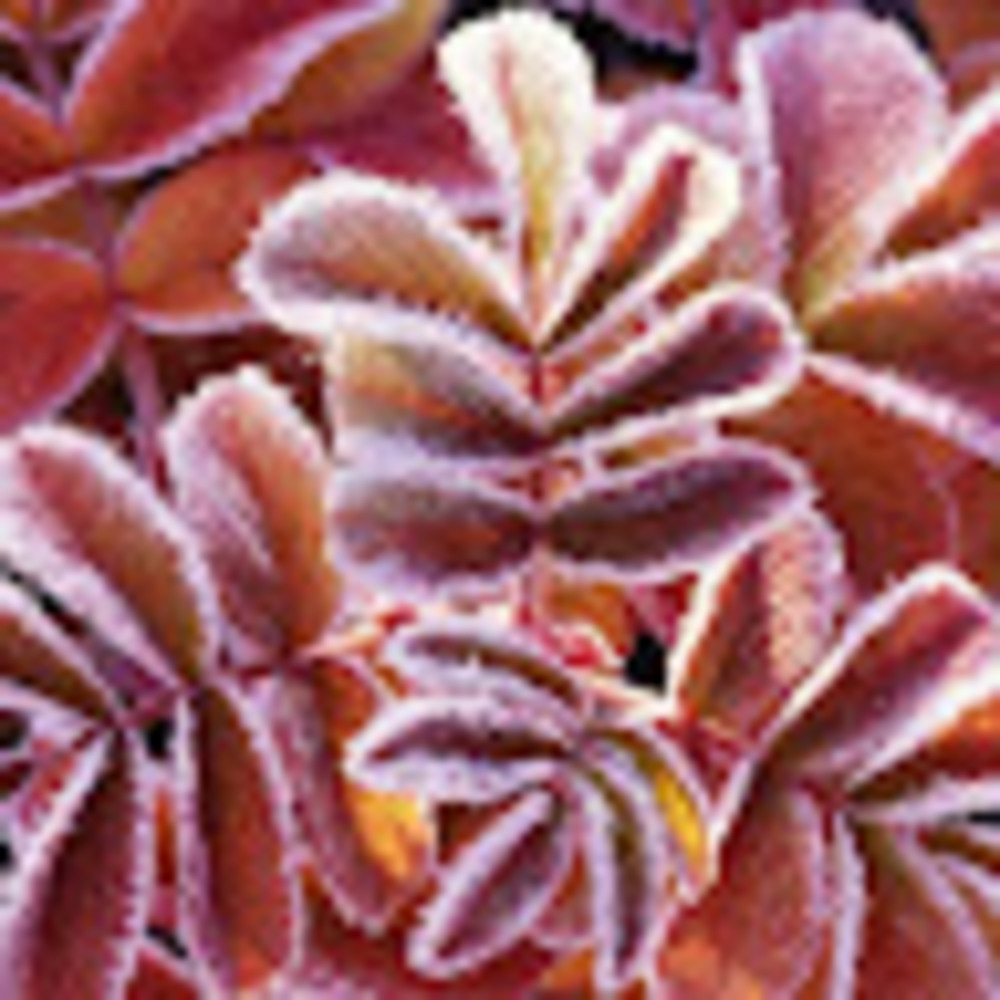 Meet your Posher, Gail